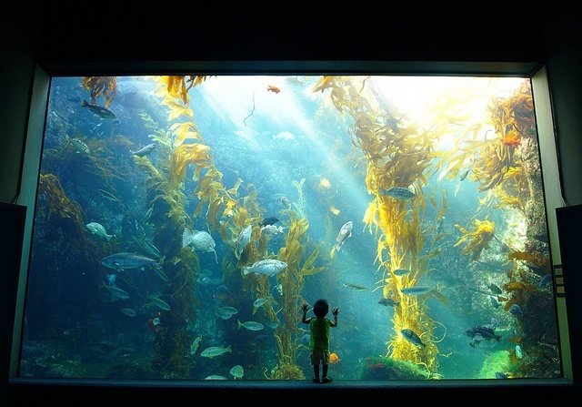 a huge wall fish tank