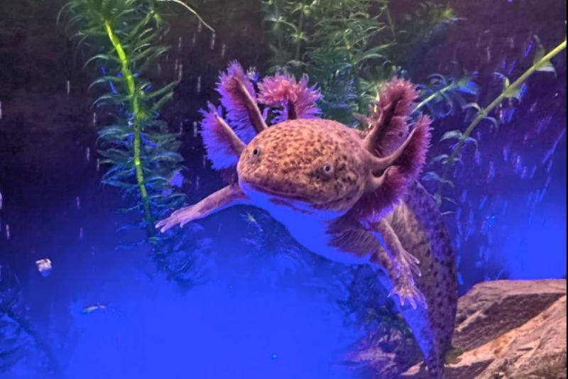 black axolotl floating in its tank looking straight ahead