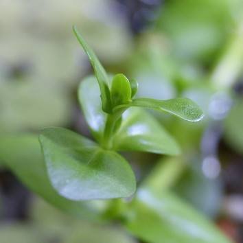 Lindernia_Rotundifolia