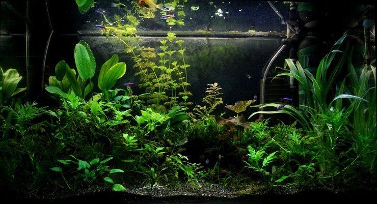 beautiful planted tank