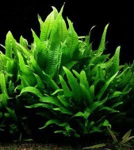 Leptochilus pteropus commonly known as Java fern close-up