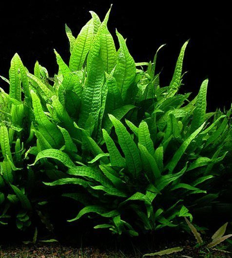 Java fern or Microsorum pteropus aquarium plant close-up