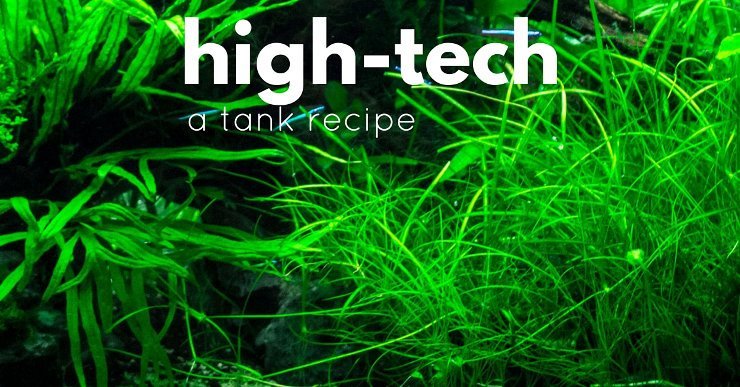 A tutorial to help you with your first high tech planted tank