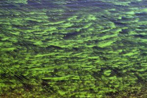 A guide to help you with freshwater algae identification treatment and prevention