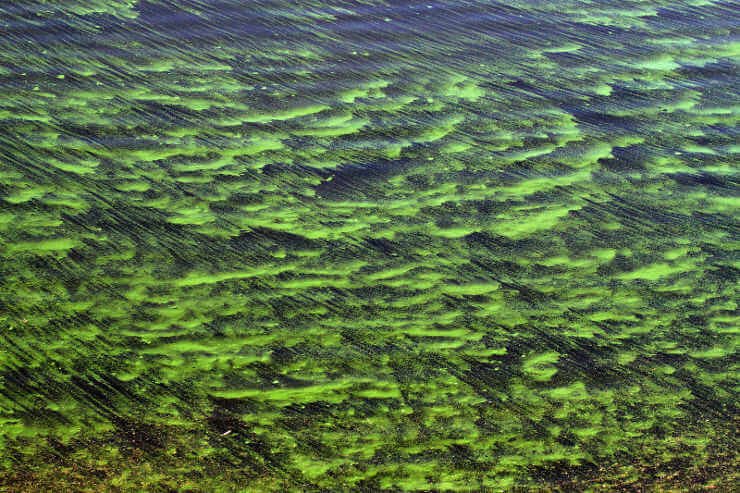 A guide to help you with freshwater algae identification treatment and prevention