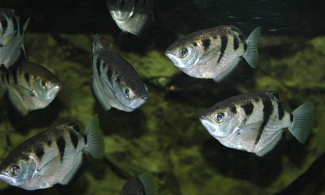 Several banded archer fish in a brackish tank