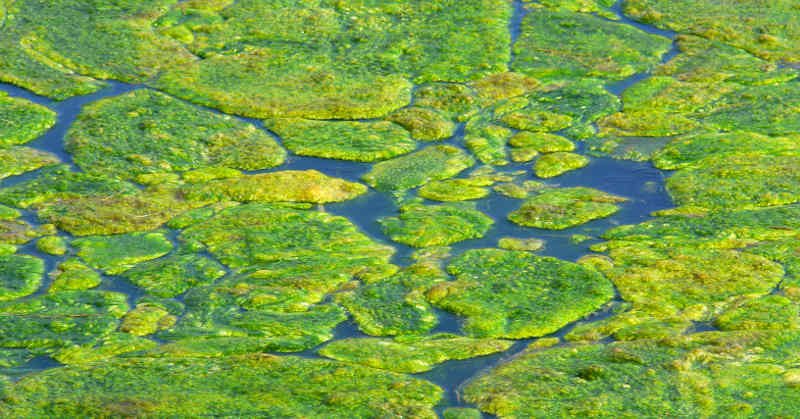 How to control algae in your backyard pond and water garden