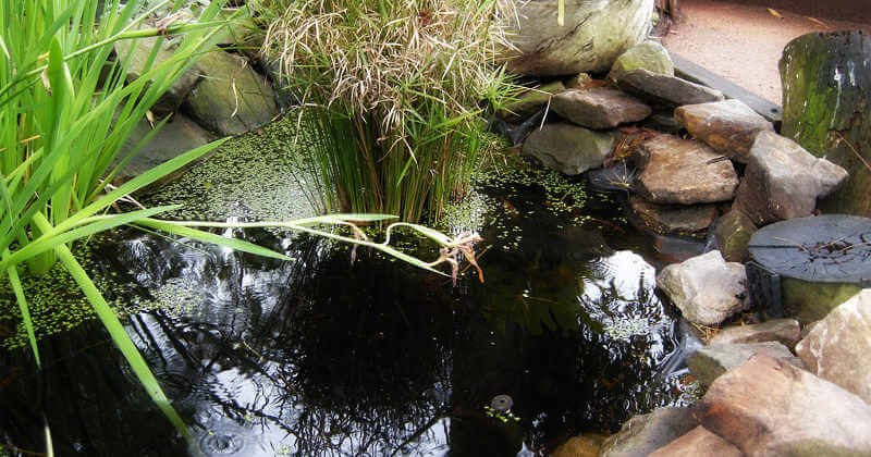 Finding the right pond liner for your backyard pond setup