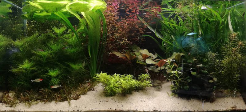 ludwigia palustris aquarium