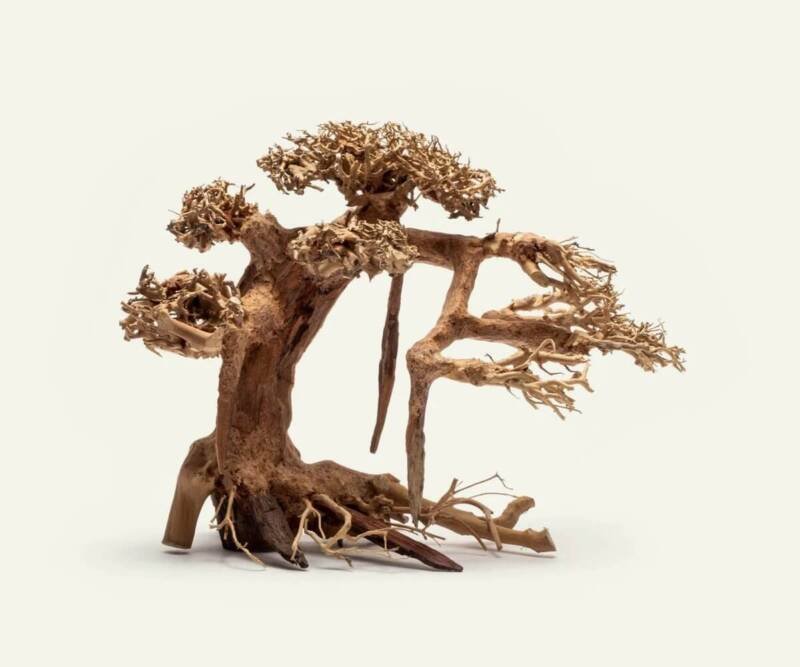 Driftwood bonsai tree