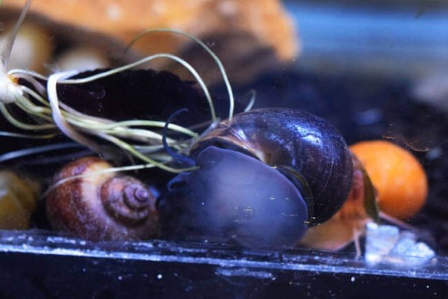 snail tank mates
