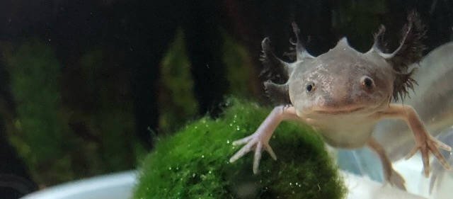 Axolotl with moss ball