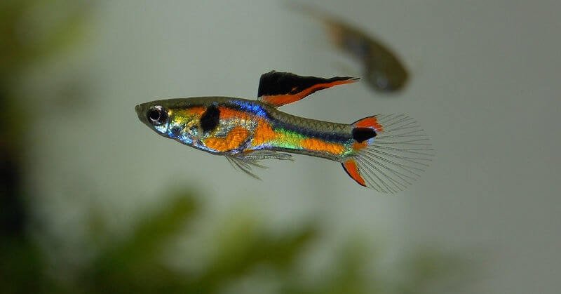 colorful male endler