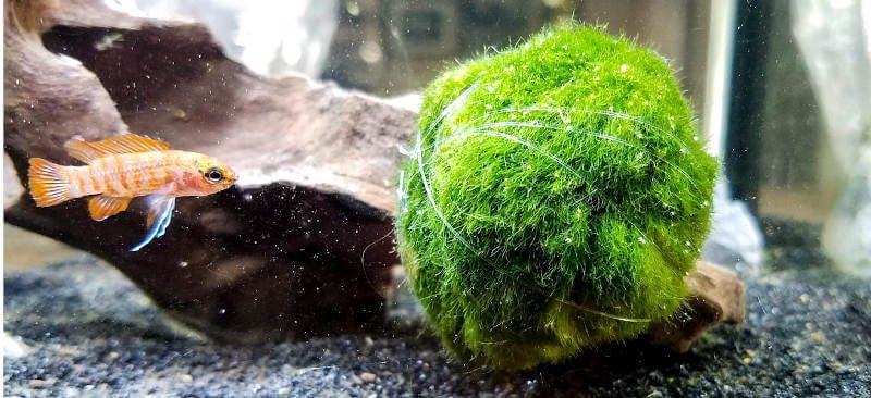 Marimo wrapped in fishing line