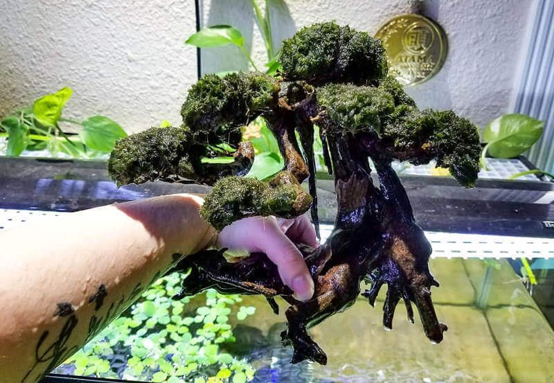 A hand holding a marimo moss ball bonsai above the water surface
