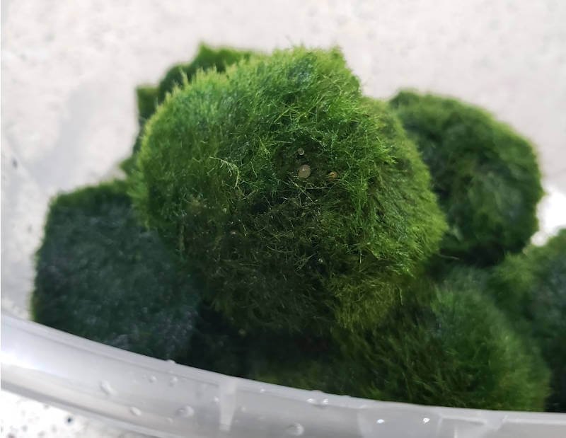 Grains of sand embedded in a moss ball
