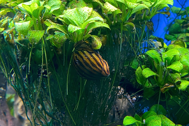 striped mystery snail hanging onto floating plant roots