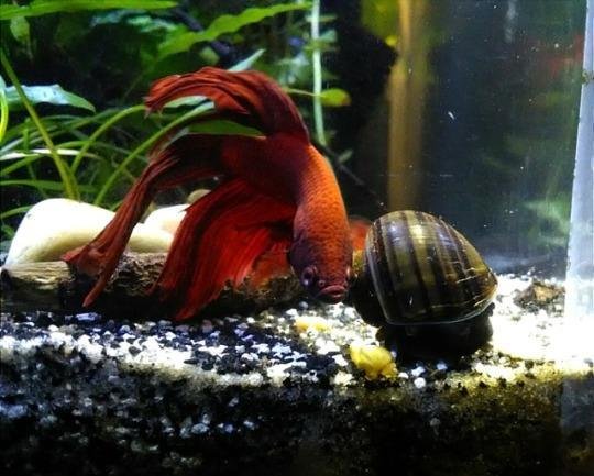 Betta fish and mystery snail in a freshwater aquarium