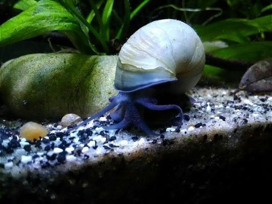 Mystery Snail Color and Apperance