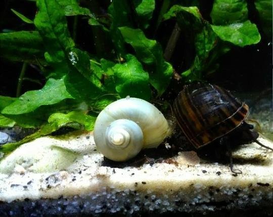 mystery snail color appearance