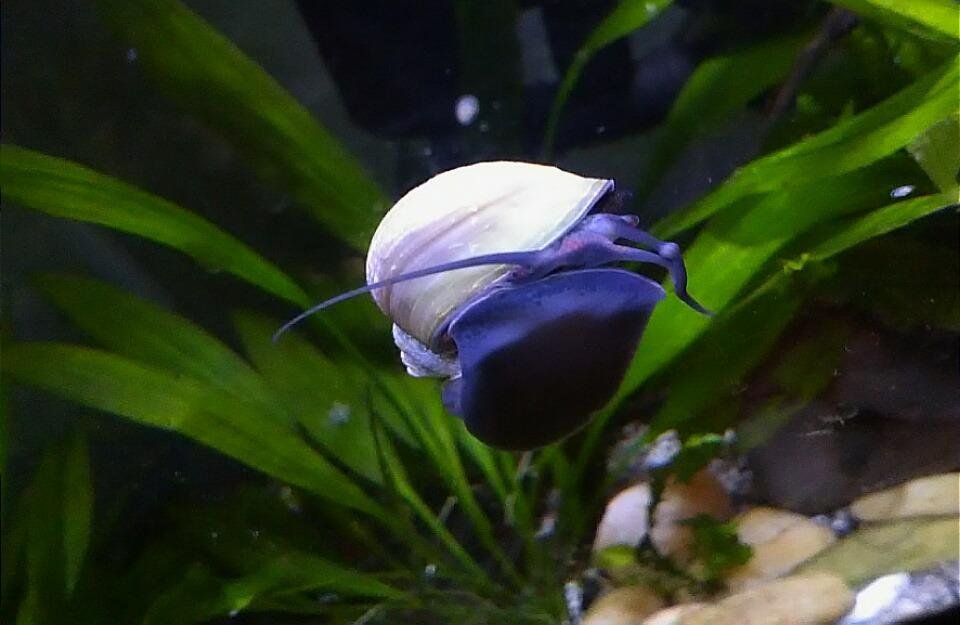 mystery snail disease