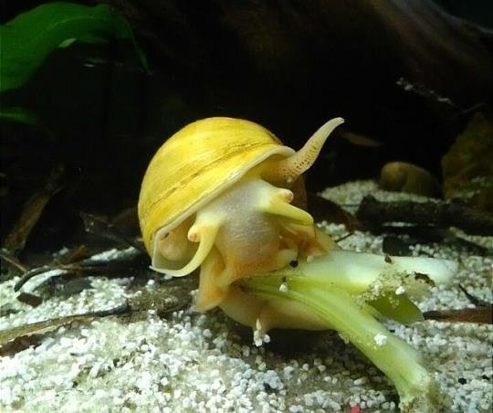 mystery snail feeding