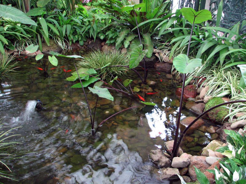 An ornamental pond, stocked with goldfish and surrounded by green plants and some flowers