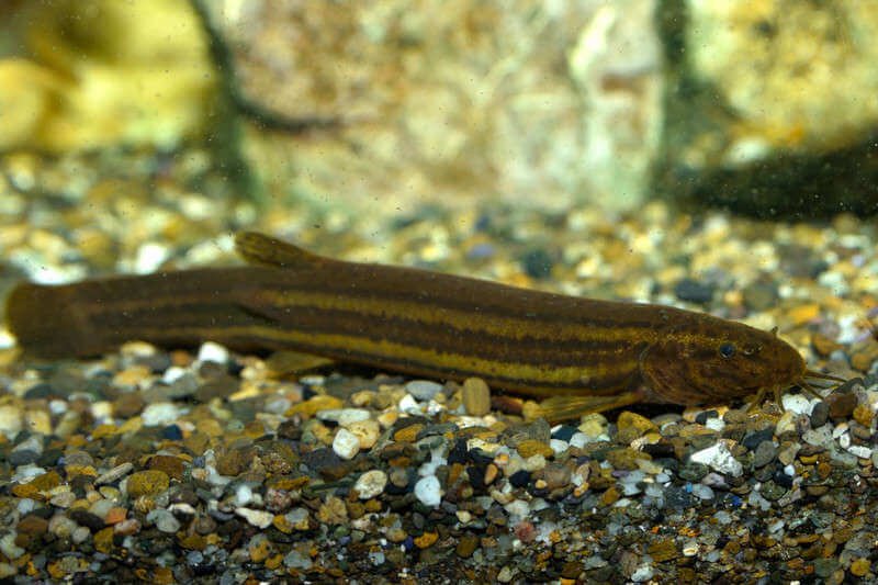 freshwater eels for fish tanks