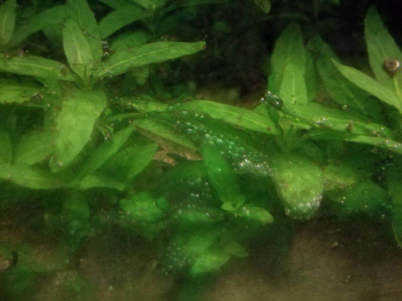 how to treat cyanobacteria in your freshwater planted tank