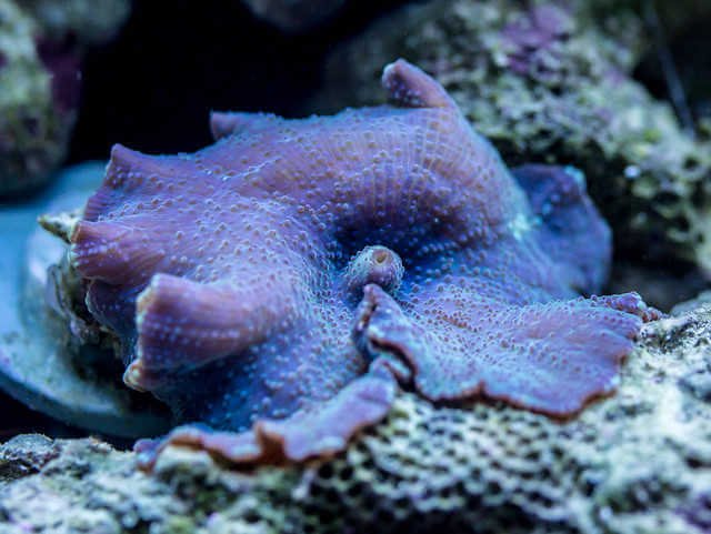 blue mushroom coral