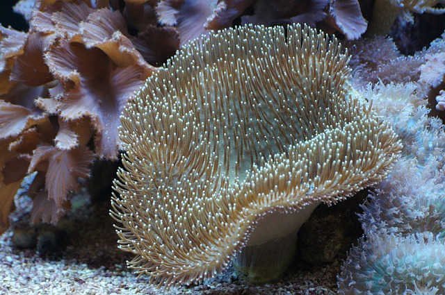 coral de cuero de champiñón