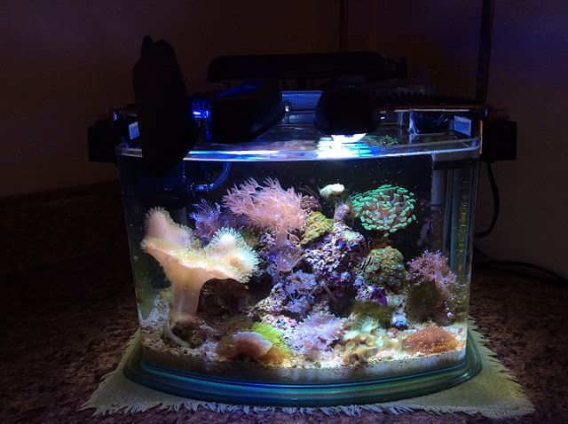 pico reef tank