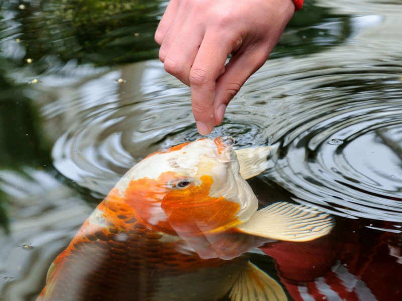 hand feeding a koi carp in a pond