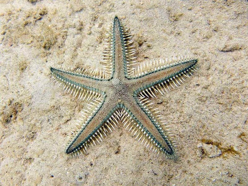Estrella de mar tamizadora de arena (Astropecten polyacanthus)