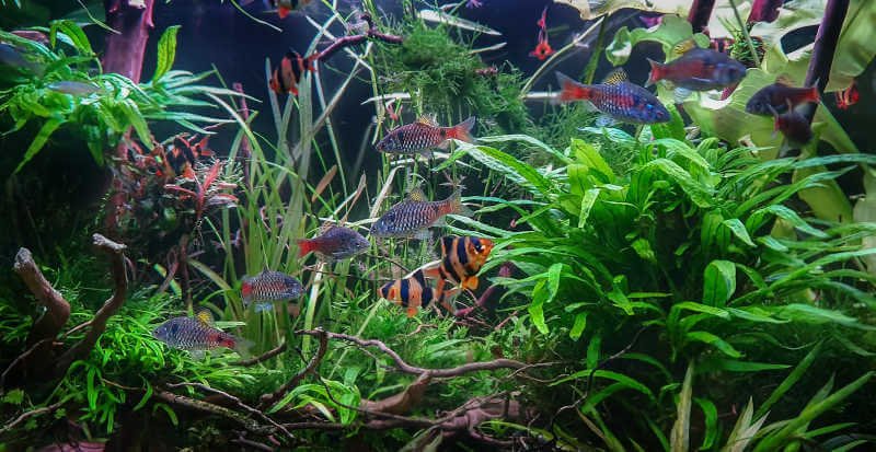 Odessa and tiger barbs