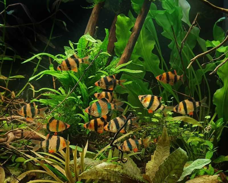 Shoal of Puntigrus tetrazona commonly known as tiger barbs swimming in a freshwater planted aquarium