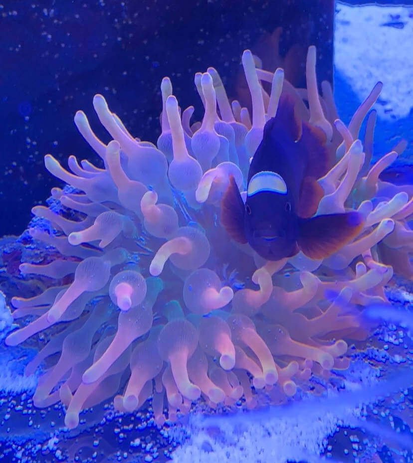 Large female and Bubble Tip Anemone