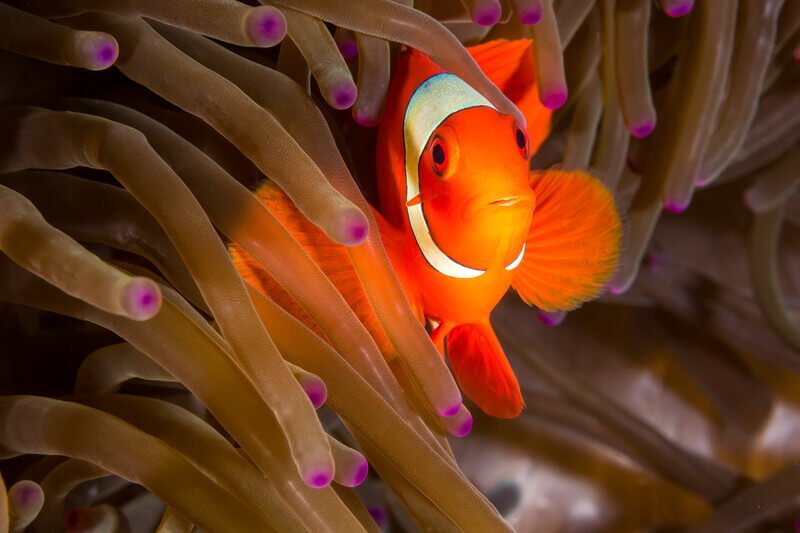 Maroon Clownfish in Anemone