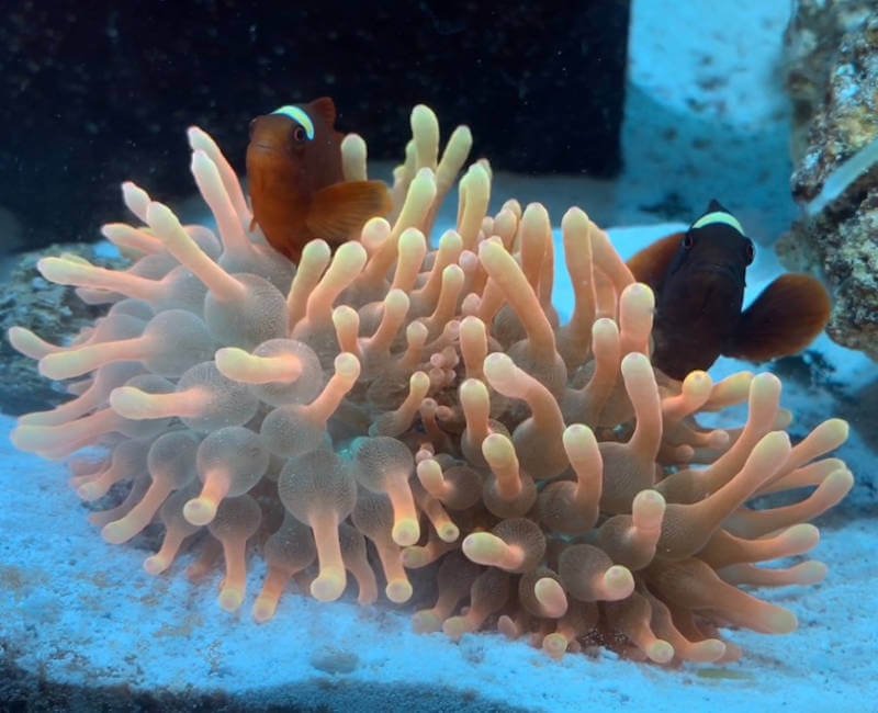 Mated pair and Bubble tip Anemone