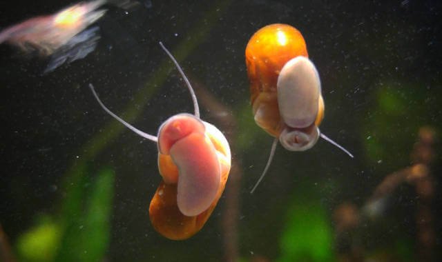 Ramshorn Snails Care Guide Mates Breeding Eggs