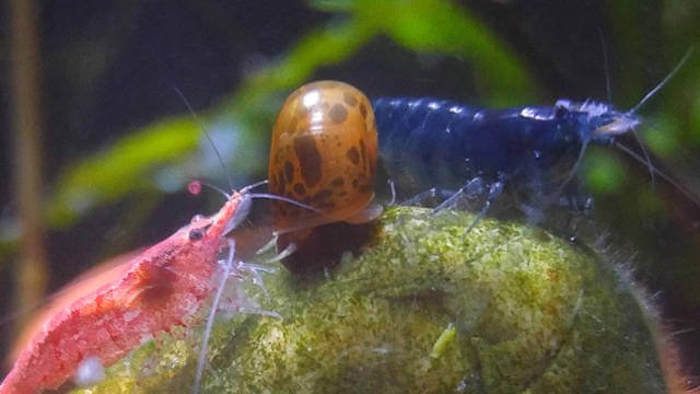 compañeros recomendados del tanque para el caracol del ramshorn