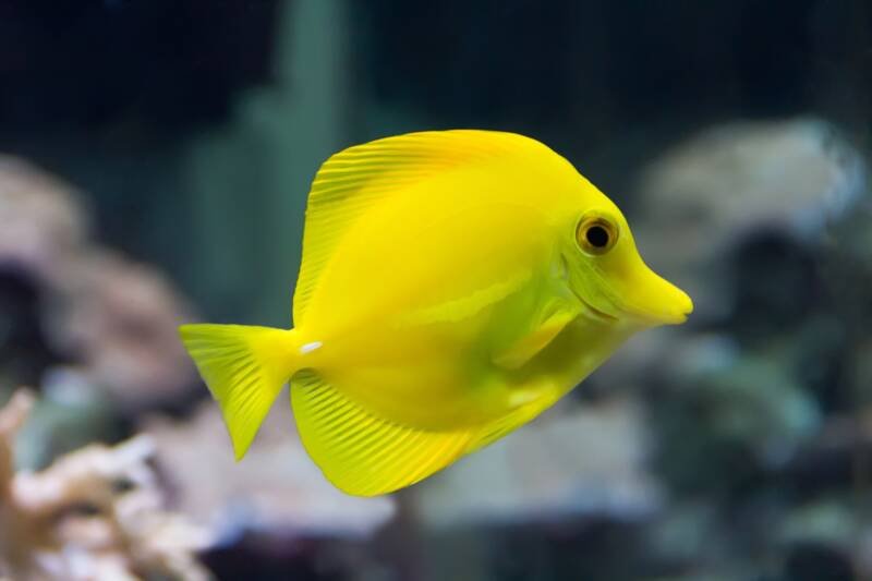 Zebrasoma flavescens commonly known as yellow tang swimming in a marine aquarium