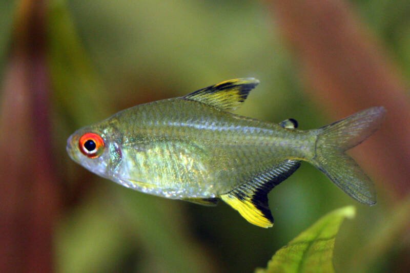 A lemon tetra swimming in a planted tank