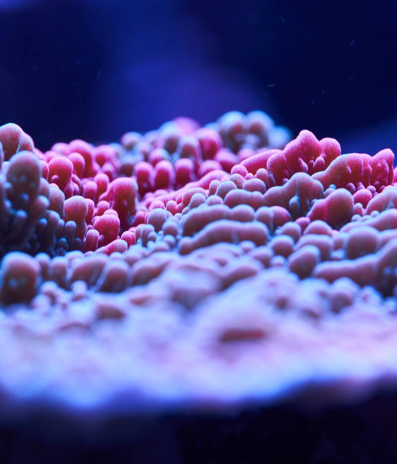 Uno de los mejores SPS Corals-Montipora spp.