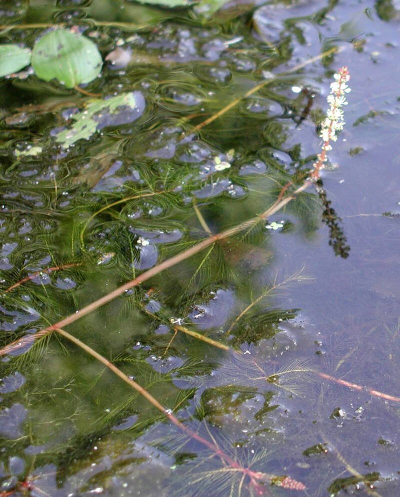 Spiked water-milfoil in a pond