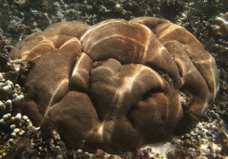 Boulder coral conocido como Porites 