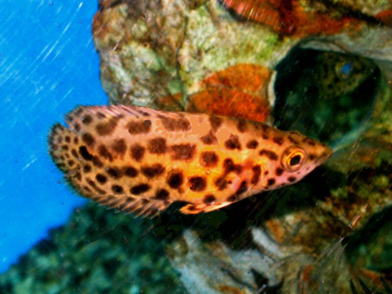 African Spotted Leaf Fish