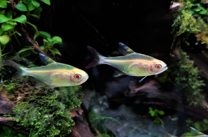 Los hermosos peces tetras albinos de limón en el acuario de agua dulce.  Hyphessobrycon pulchripinnis es originario de América del Sur, perteneciente a la familia Characidae