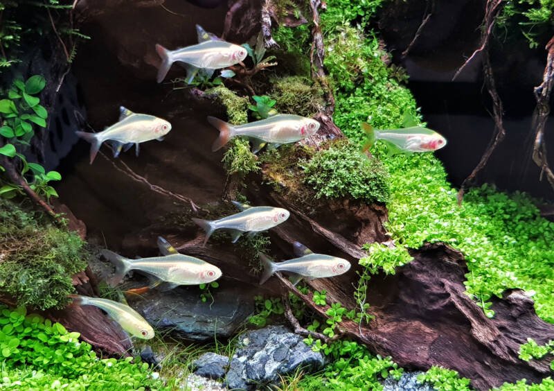 Albino lemon tetras fish in freshwater aquarium. Hyphessobrycon pulchripinnis is originates from South America, belonging to the family Characidae