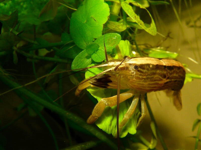Bamboo shrimp also known as Wood shrimp in a planted aquarium